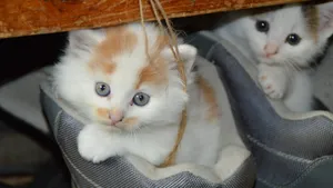 可爱萌萌的小猫咪图片_6
