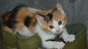 可爱萌萌的小猫咪图片_7
