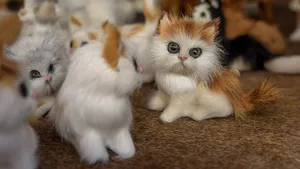 可爱萌萌的小猫咪图片_8