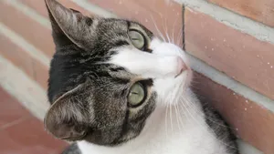 可爱萌萌的小猫咪图片_9