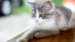可爱萌萌的小猫咪图片_11