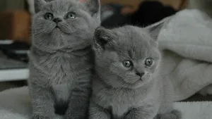 可爱萌萌的小猫咪图片_12