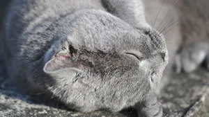 可爱萌萌的小猫咪图片_13