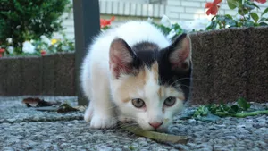 可爱萌萌的小猫咪图片_14