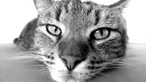 可爱萌萌的小猫咪图片_15