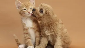 可爱小萌猫图片_2