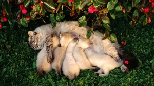 可爱小萌猫图片_3