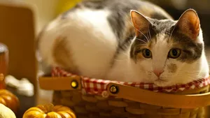 可爱小萌猫图片_4