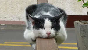 可爱小萌猫图片_5