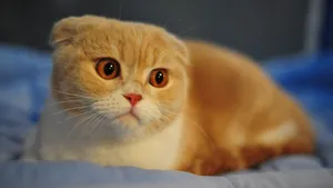 可爱小萌猫图片_7