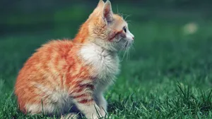可爱小萌猫图片_8