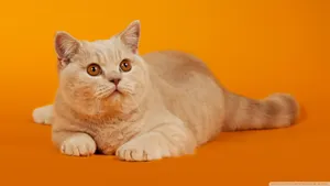 可爱小萌猫图片_9