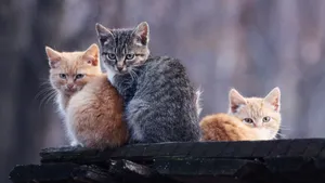 可爱小萌猫图片_10