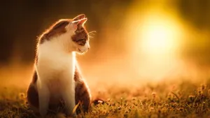 可爱小萌猫图片_11