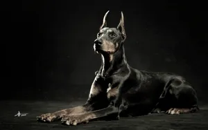 德国杜宾犬图片_3