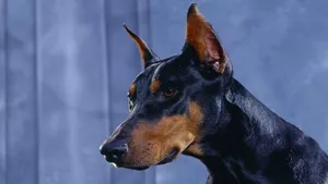 德国杜宾犬图片_4