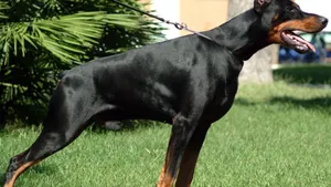 德国杜宾犬图片_5
