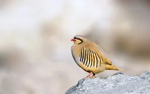 石鸡图片_8