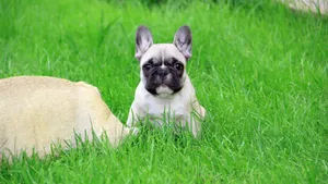 法国斗牛犬图片_10