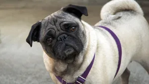 八哥犬图片_1
