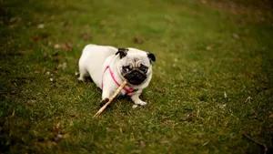 八哥犬图片_2