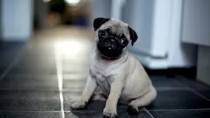 八哥犬图片_4