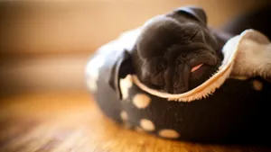 八哥犬图片_8