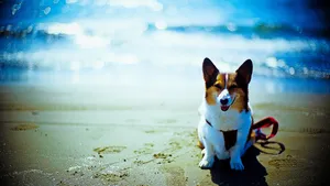 名狗名犬图片大全_2