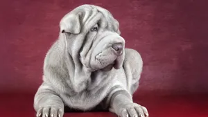 名狗名犬图片大全_3