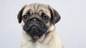 名狗名犬图片大全_4