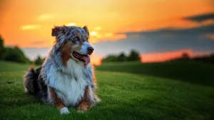 名狗名犬图片大全_5