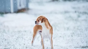 名狗名犬图片大全_6