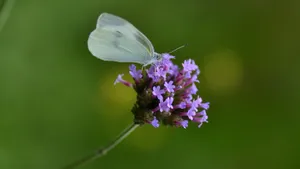 蝶恋花_3