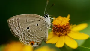蝶恋花_5