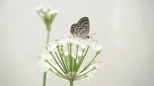 蝶恋花_6