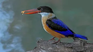 蓝翡翠鸟图片_6