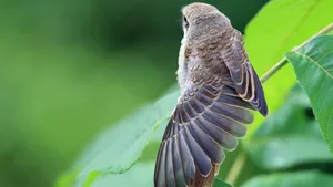 伯劳鸟图片_7