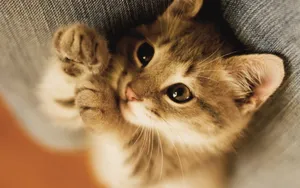 超萌猫咪图片壁纸_2
