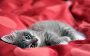 超萌猫咪图片壁纸_3