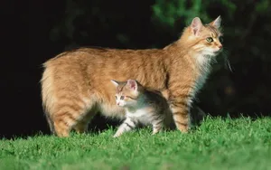 超萌猫咪图片壁纸_4