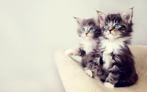 超萌猫咪图片壁纸_5