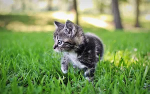 超萌猫咪图片壁纸_6