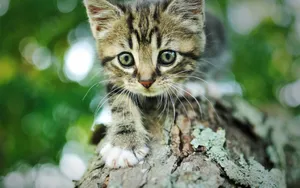 超萌猫咪图片壁纸_7