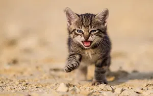 超萌猫咪图片壁纸_8