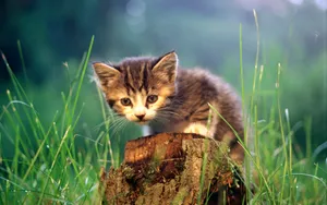 超萌猫咪图片壁纸_9