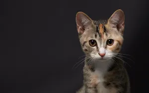 超萌猫咪图片壁纸_10