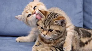 超萌猫咪图片壁纸_13