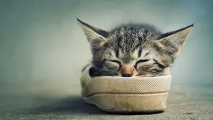 超萌猫咪图片壁纸_15