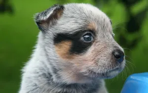 澳洲牧羊犬图片_3
