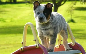 澳洲牧羊犬图片_4